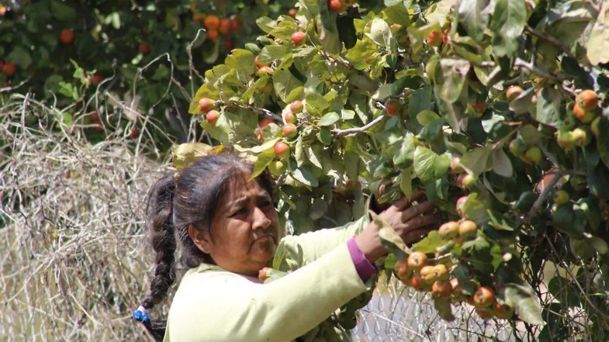 TEJOCOTES 1 bibi